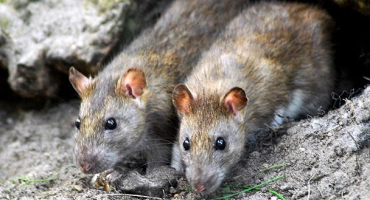 Jak chránit kurník před krysami?